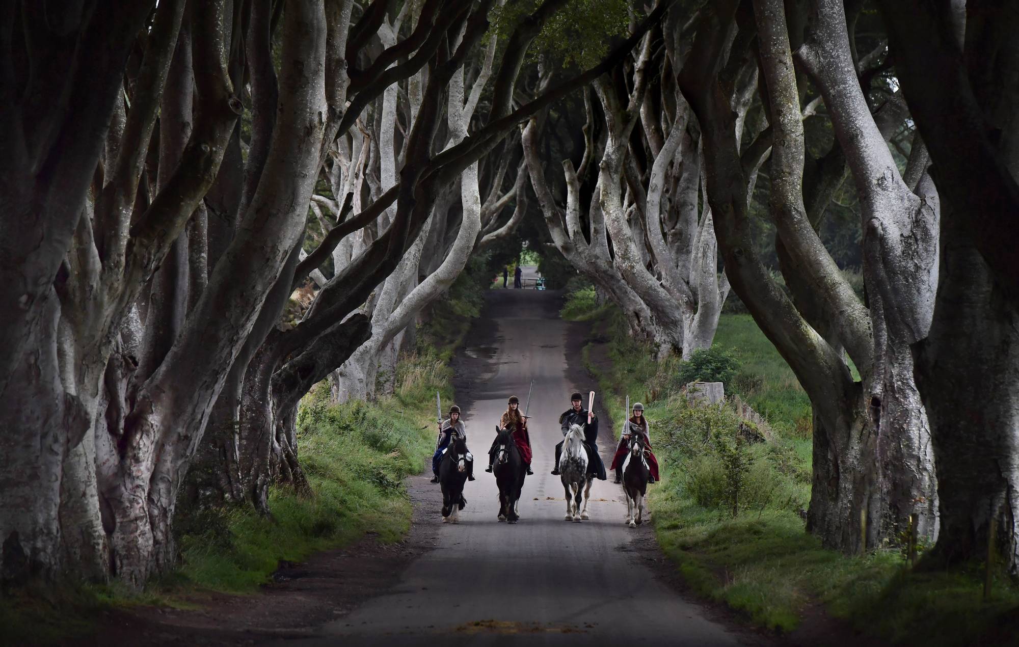 Trees made famous by ‘Game of Thrones’ may be chopped down