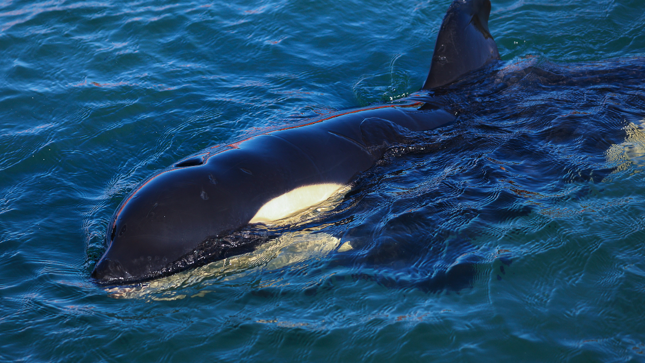 “Ultimately, the whales would catch on.” Sailors have been using extreme metal to try and scare away aggressive orcas – except they may actually be attracting them instead