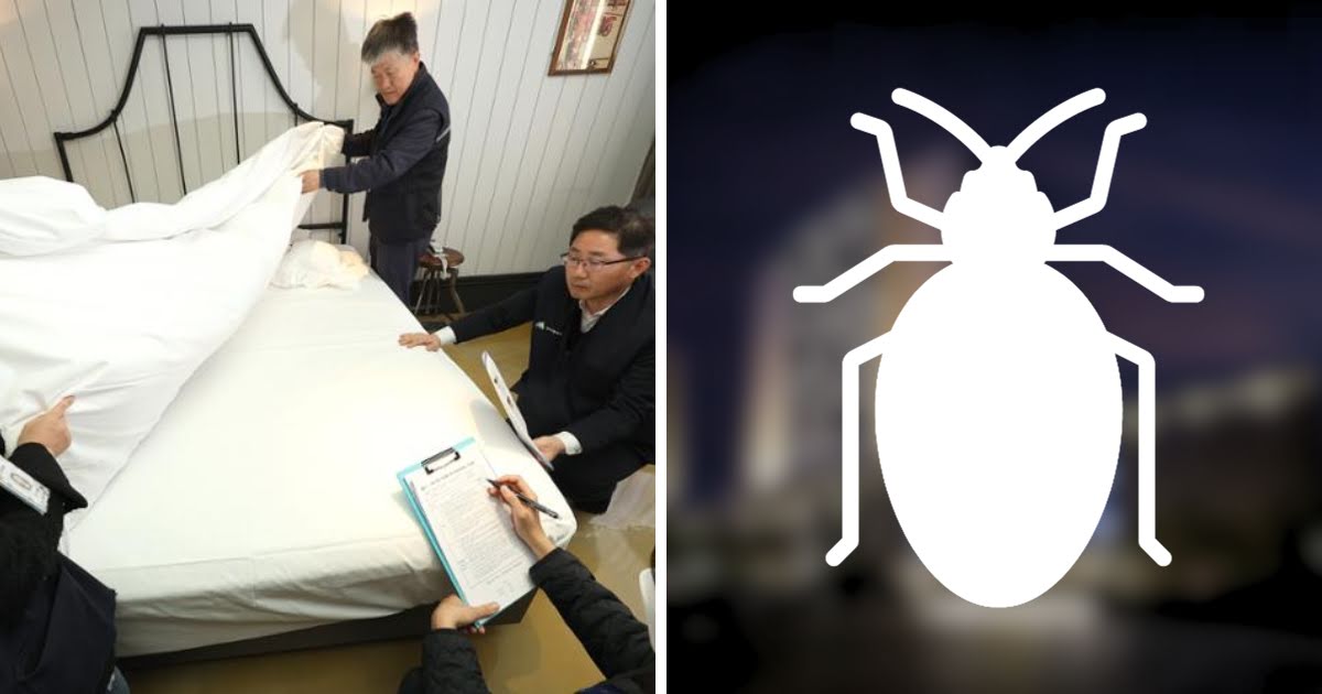 Seoul’s Bedbug Crisis Continues: Hotels Starting To Take Their Own Measures