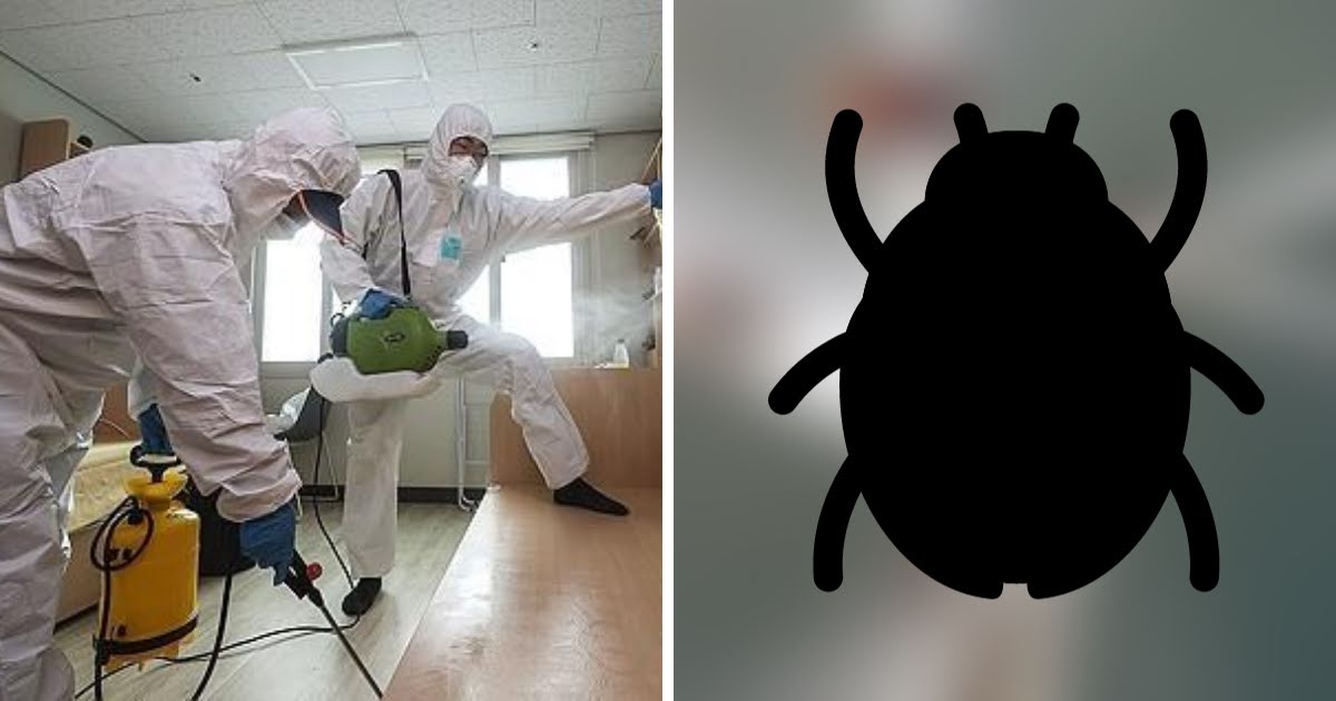 Seoul On The Brink Of Facing A Harsh Bedbug Infestation Crisis