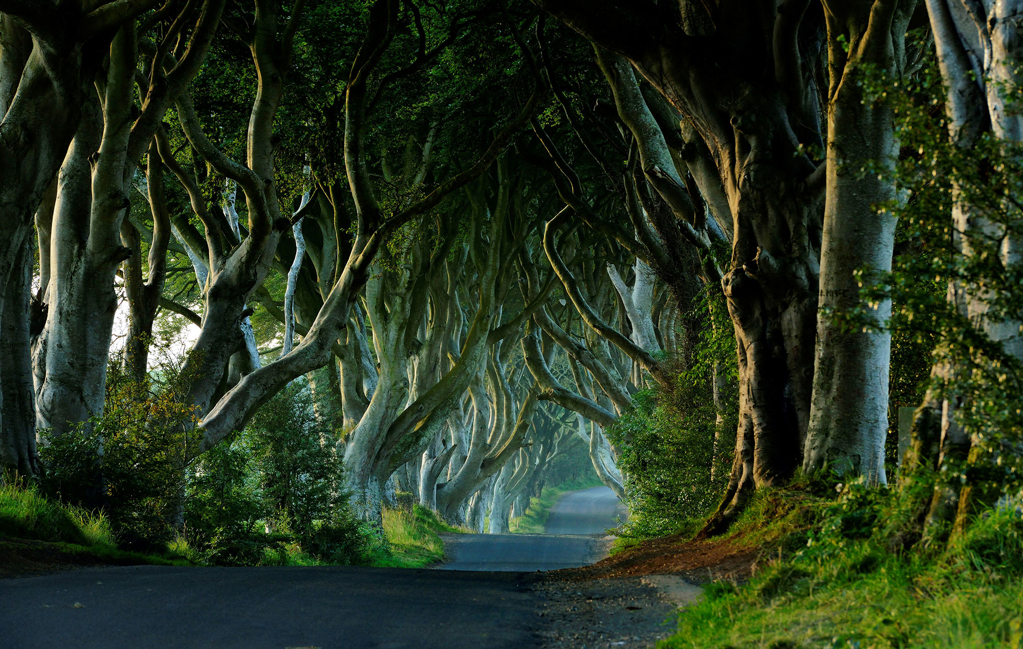 ‘Game Of Thrones’ famous trees are to be destroyed