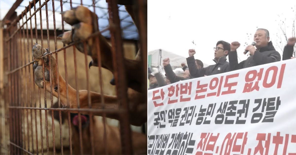 Dog Meat Ban Faced With Threats To Unleash 2 Million Dogs Near Presidential Office