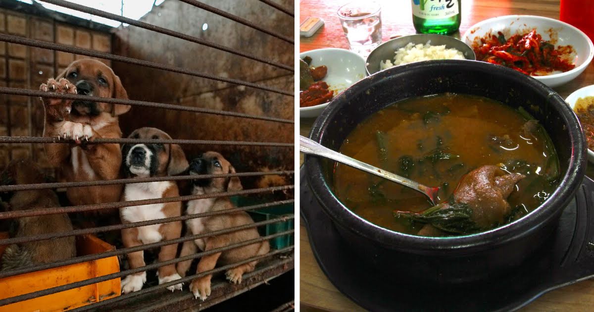 Korea Bans Eating And Farming Dog Meat