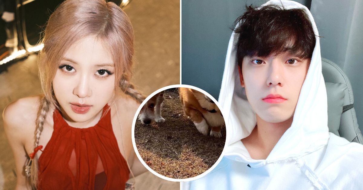 BLACKPINK’s Rosé And Lee Do Hyun Gain Attention For The Hilarious Dating Rumors… For Their Dogs