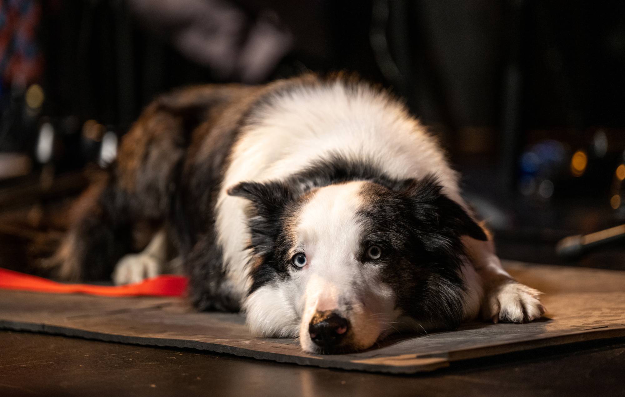 Messi the Dog won’t get to go to the Oscars