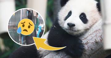 Koreans Are Devastated By The Departure Of Panda Fu Bao—And The Reaction Of Her “Grandfather”