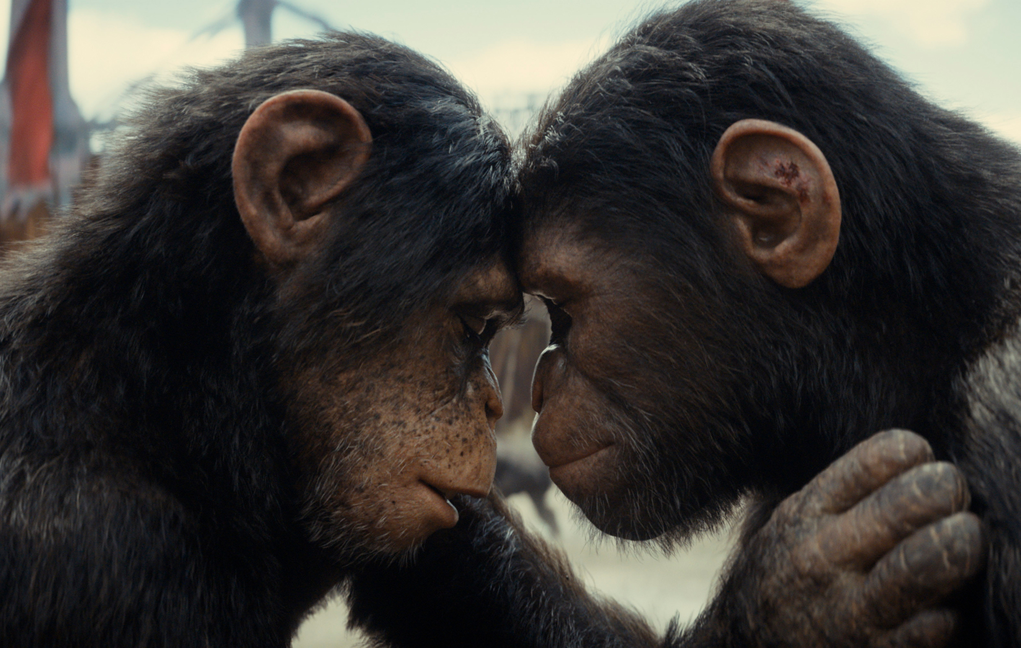 ‘Kingdom Of The Planet Of The Apes’ review: more maniacal monkeys in a middling sequel
