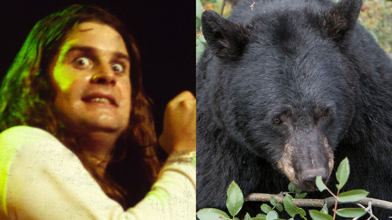 “If he starts banging his head, we’ve got a problem”: It turns out Black Sabbath are a poor bear deterrent