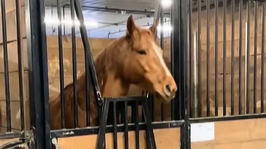 “She will literally headbang to the music. She’s on beat almost every time”: There is a horse in Canada who really loves heavy metal