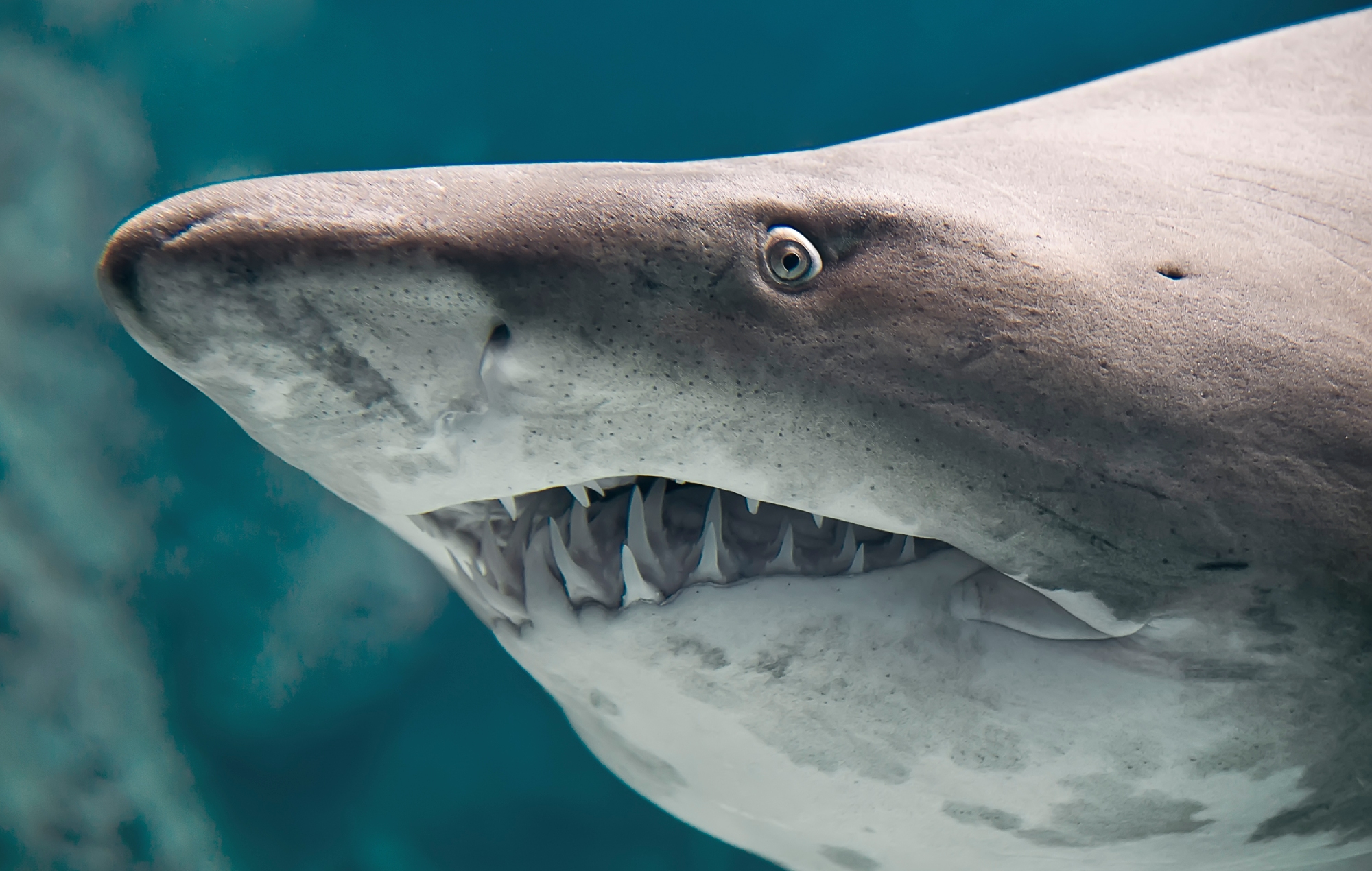 Sharks in Brazil are testing positive for cocaine, say scientists