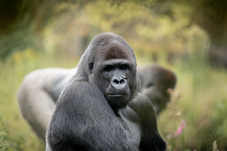 Could 100 Men Beat A Single Gorilla? Social Media Reacts To The Thought Provoking With Hilarious Memes