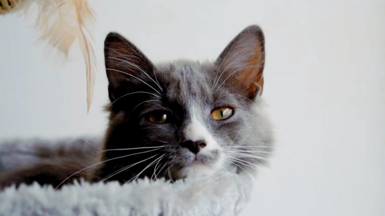 Marketing move of the century? This hardcore band just released a music video that’s four minutes of cats being cute