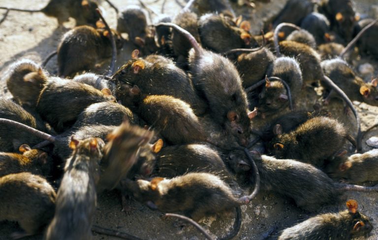 Survival horror where killer rats take over New York in the works