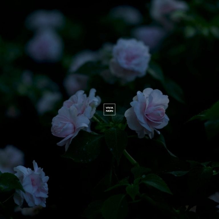 Viva Non Weaves Dreampop Flourishes into Video for Romantic Single “With Love”