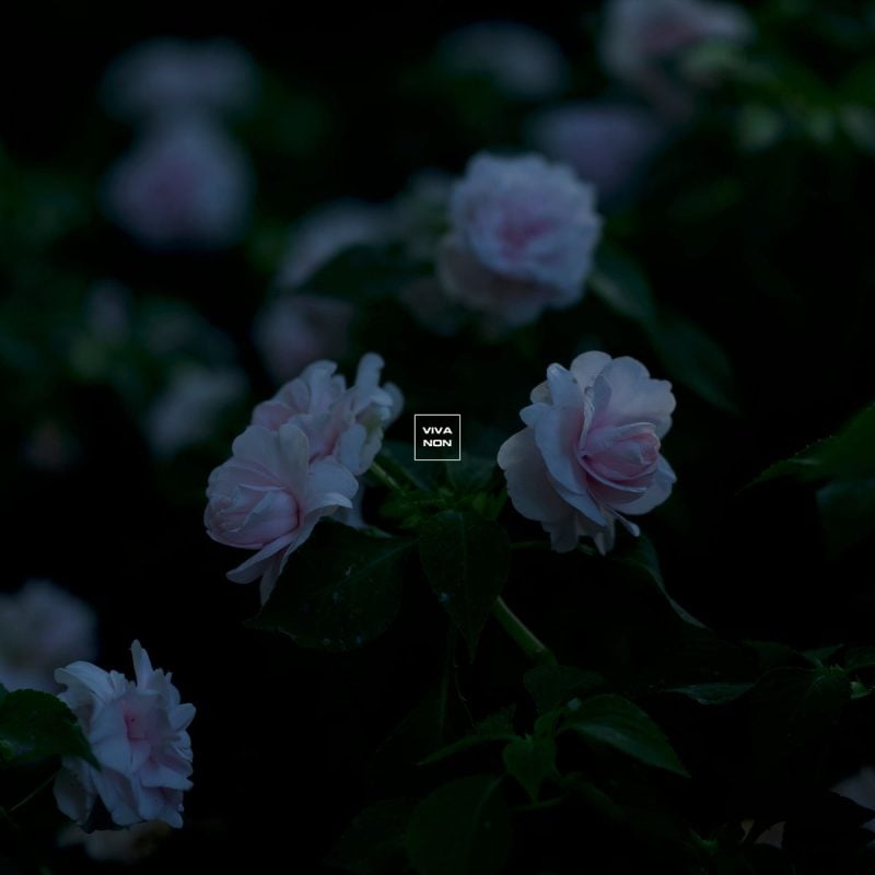 Viva Non Weaves Dreampop Flourishes into Video for Romantic Single “With Love”