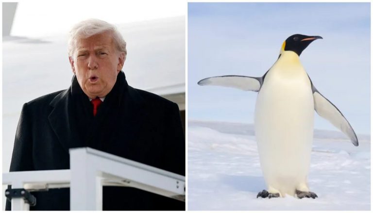 Trump White House Clowned For Not Knowing There Are No Penguins In Greenland