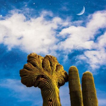 Diespnea – Radici Review