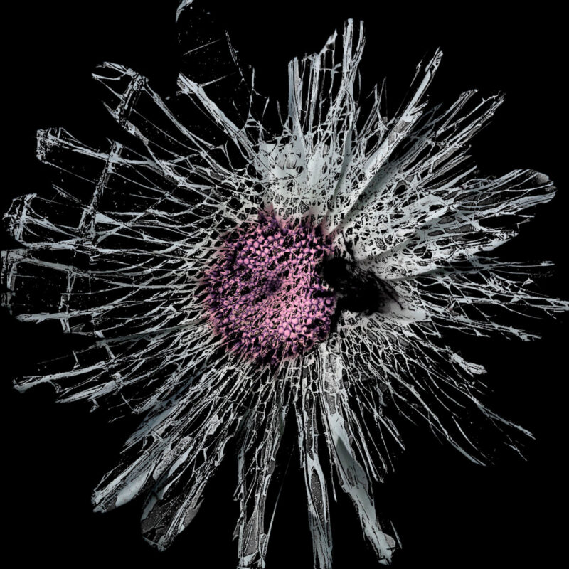 “I Am Learned in Ways Hearts Can Be Broken” — Portland’s Shadowlands Return With the Grief, Rage, and Release of New Album “004”