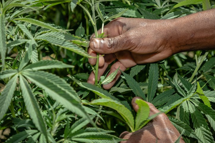 For Papas Who Puff & Dads Who Dab: Check Out Our 2026 Father’s Day Cannabis Gift Guide