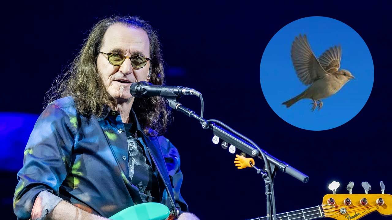 Geddy Lee tells of spooky Neil Peart-related bird encounter. “I’m not a guy who believes in all that mumbo jumbo. But it was a remarkable moment”